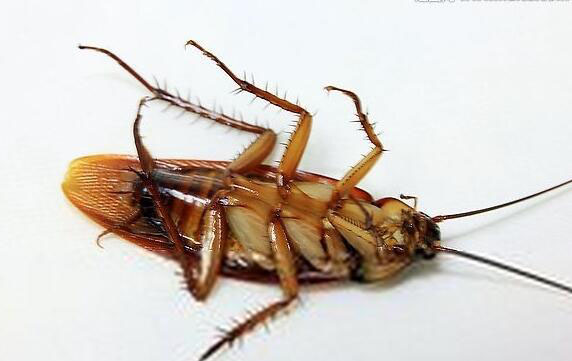 蟑螂消灭神器对宠物无毒,驱蟑螂神器好用有效吗