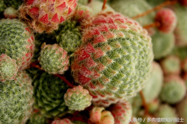 多肉价格大揭秘,多肉价格最高的是什么品种