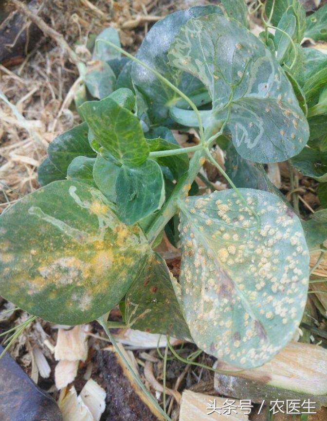 茄子灰霉病的最佳防治方法,茄子灰霉病打什么药好