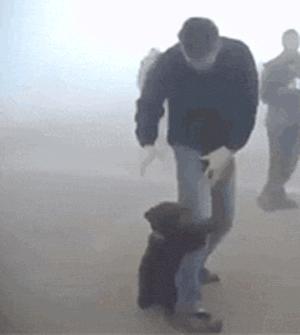 功夫猫搞笑动态图片,搞笑蓝猫gif动图