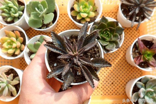 多肉怎样防止鸟偷袭,露台养多肉怎么防鸟