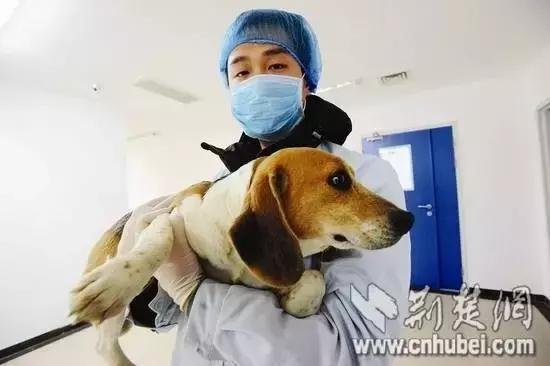 史努比是什么样的狗狗,长得像史努比的小型犬