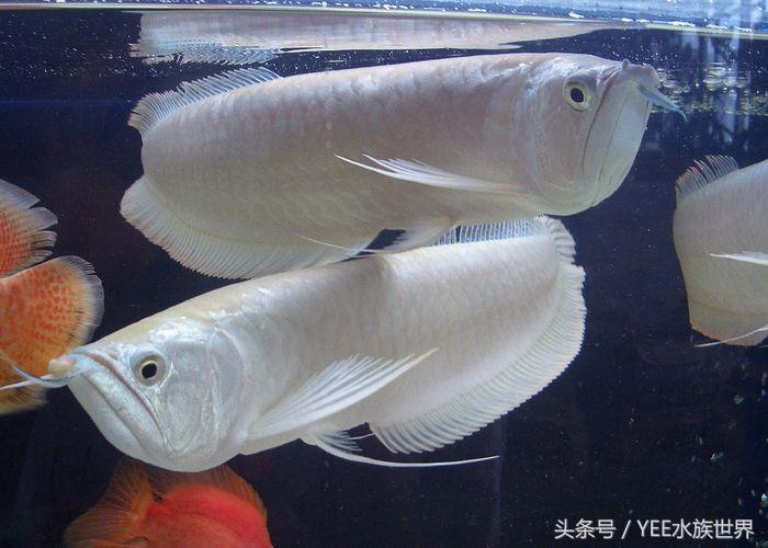 龙鱼轻微掉眼怎样治疗,龙鱼掉眼封缸是全封还是半封