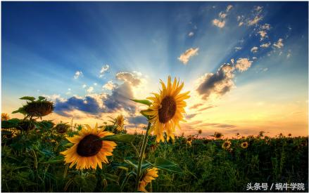 从it培训机构进入行业可行吗,it培训真的比自学靠谱吗