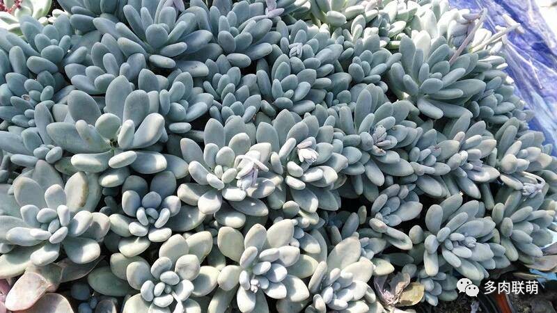 韩系美人多肉,稀有的美人系多肉