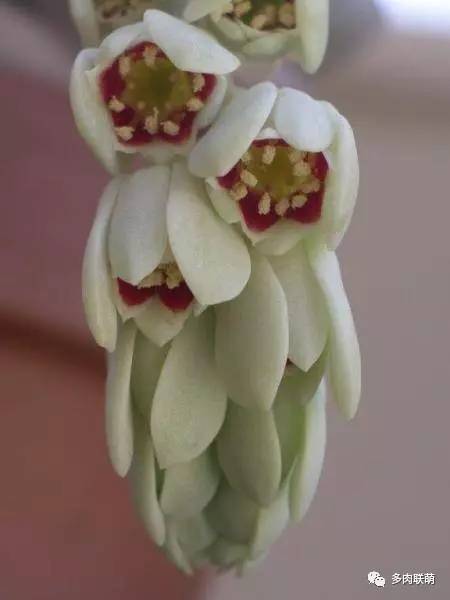 韩系美人多肉,稀有的美人系多肉