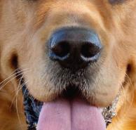 大骨架金毛犬与小骨架金毛比较,金毛犬的外形特点描写