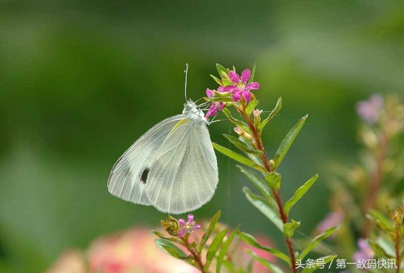 人生中的第一台相机尼康d7200,尼康最好的三款尼康d70s相机