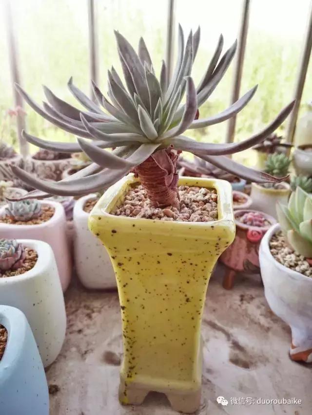 老桩多肉爱生根吗,多肉老法师老桩名品