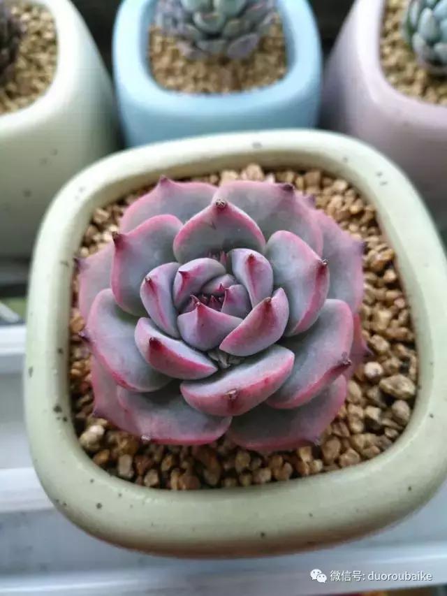 老桩多肉爱生根吗,多肉老法师老桩名品