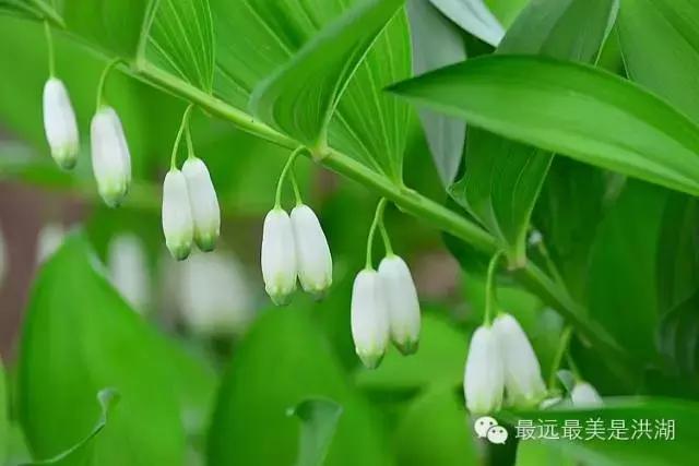 农村随处可见的野草,农村随处可见的草也能卖