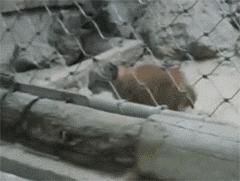 主人回家萨摩耶跑过来,萨摩耶与哈士奇争宠