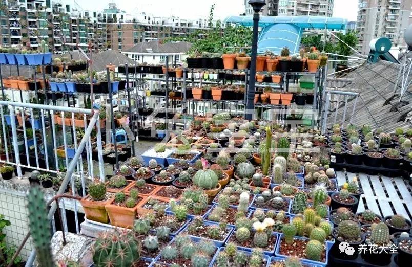 多肉有毒到底有多可怕 (各种多肉有毒吗)