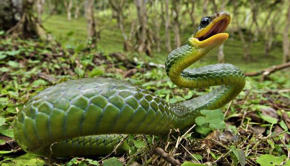 属蛇和属龙的生什么属相的宝宝好,属蛇与哪个属相最好