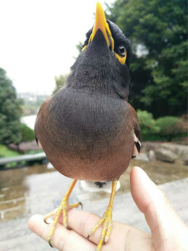 天下一场梦的八哥死了,八哥鸟从出壳到会飞要多久