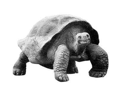 存在了上亿年不死的生物,全世界最可怕的十种不死生物