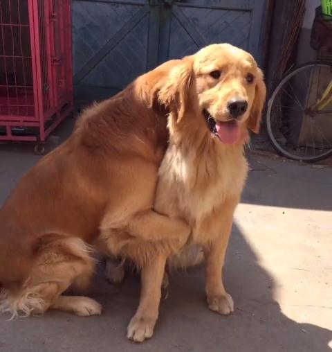 金毛对小孩儿温柔,金毛真是个暖男