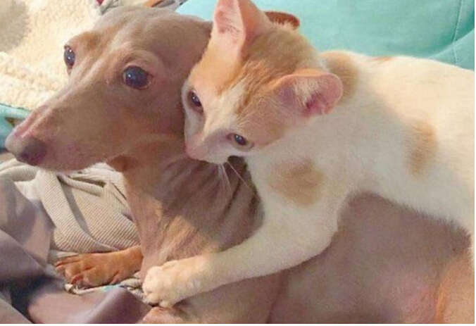 流浪小猫出车祸后，下巴严重脱臼变小怪物，直到好心人收养后！