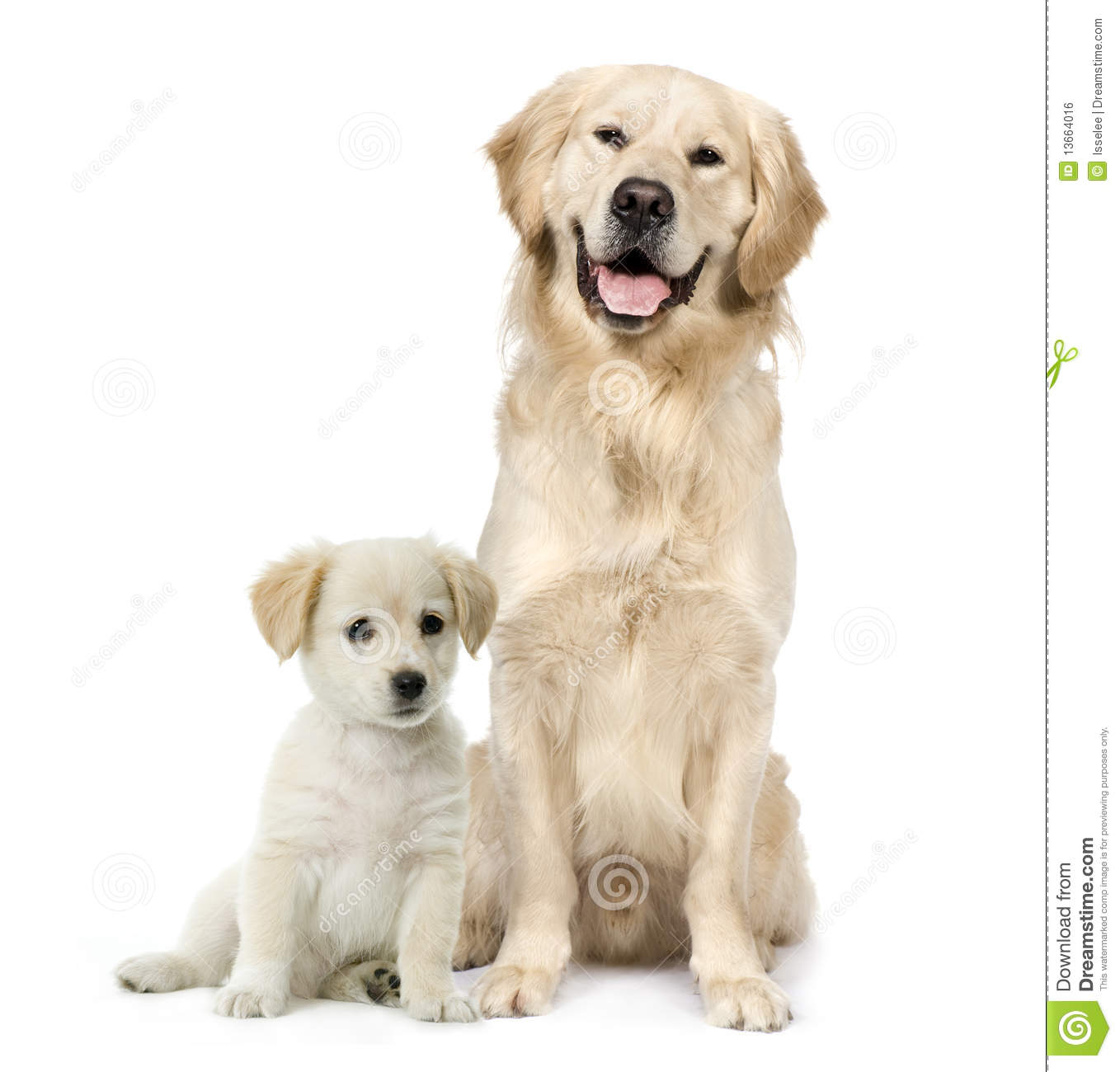 拉布拉多幼犬多少钱一只正宗的,拉布拉多正宗幼犬价格多少钱一只