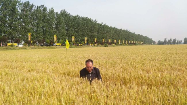 订单农业助推产业结构转型升级优质强筋小麦陕农33观摩会成功举办