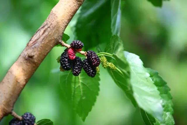 桑葚园采摘技巧,蓟州白桑葚鲜果