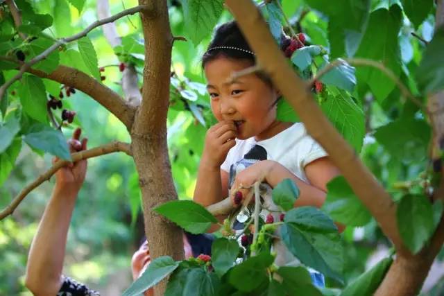 桑葚园采摘技巧,蓟州白桑葚鲜果