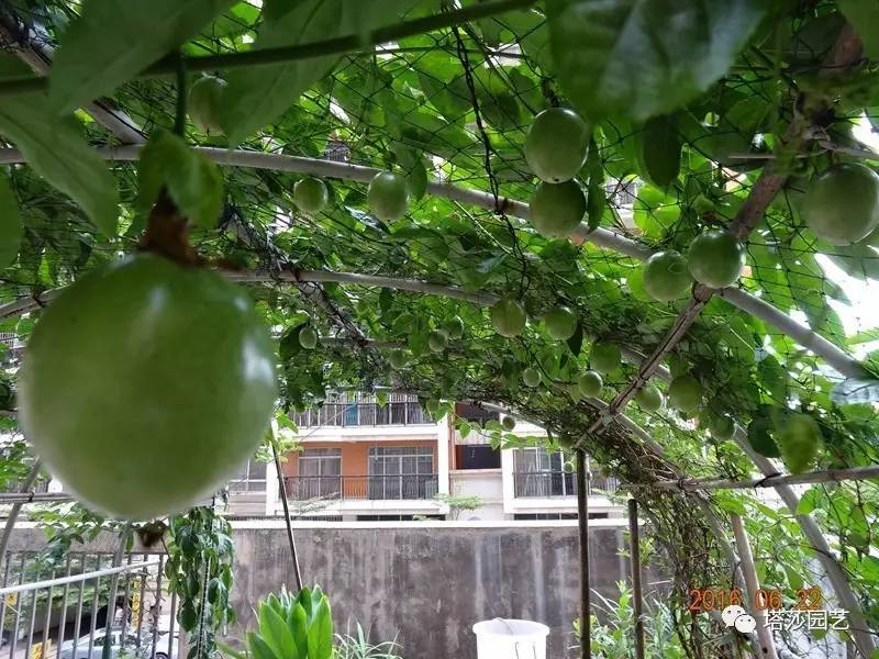 小城花事，泥土中滋生的花园梦