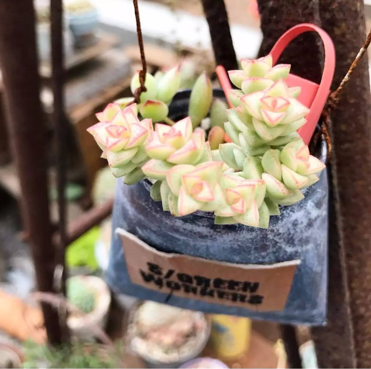 雨季多肉徒长怎么办,雨水多多肉腐烂怎么办