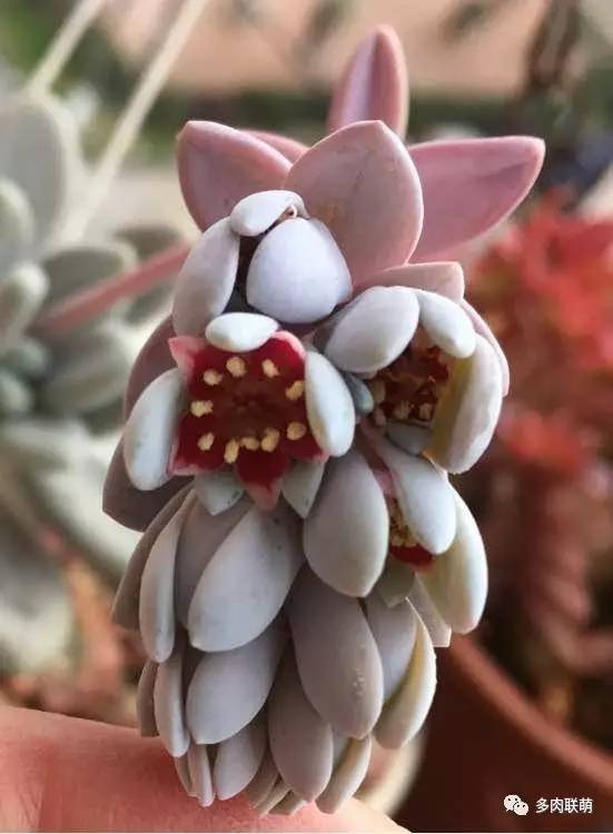 韩系美人多肉,稀有的美人系多肉