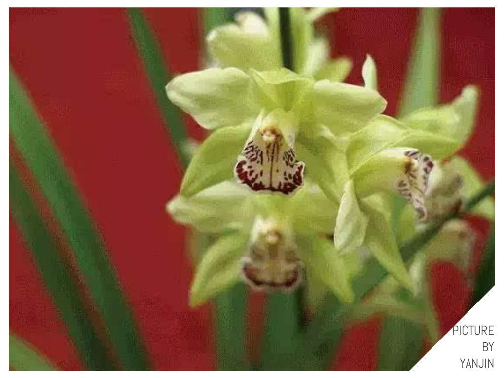 世界上最贵的花是什么,史上最贵的十种花和价格