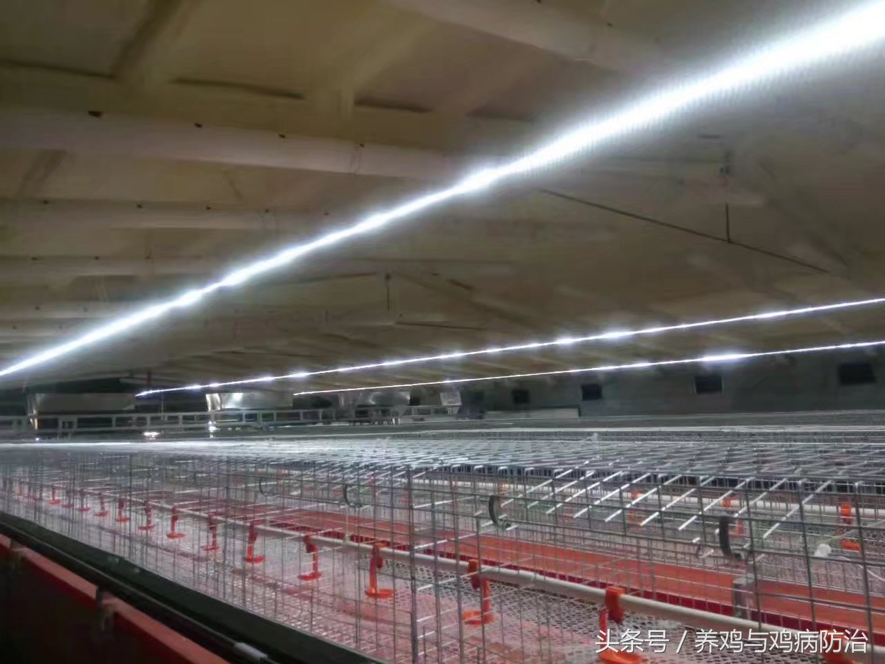 养鸡场专用灯带,led养鸡专用灯带