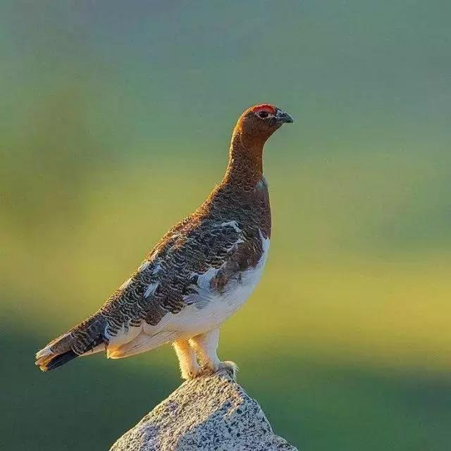 自然传奇北极狐,自然传奇北极企鹅