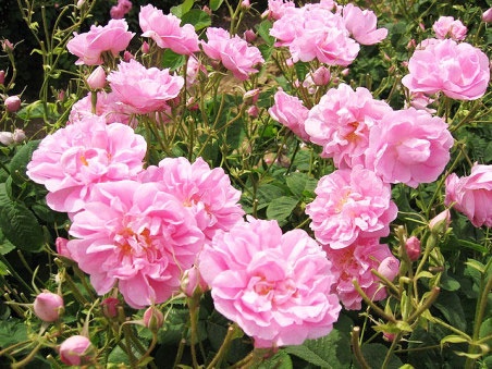 北京月季花海在哪里,北京最美月季景点