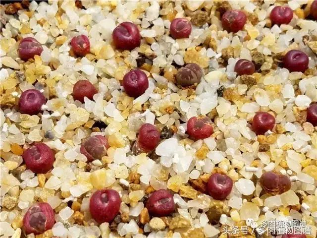 肉锥蜕皮要注意什么,蜕皮期的肉锥怎么服盆