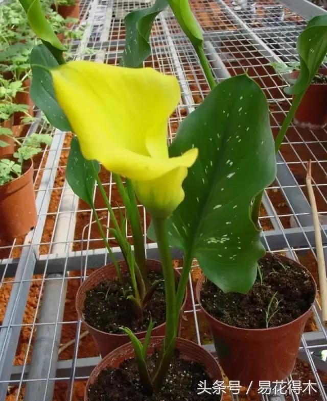 马蹄莲花怎么养护和浇水,如何让马蹄莲一年四季都活着