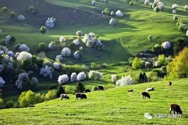 几月份去新疆飞机票最便宜,6月份哪里进疆机票优惠