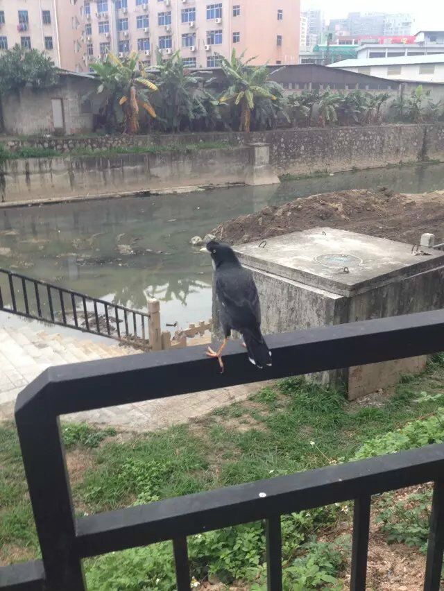 天下一场梦八哥视频,天下一场梦八哥品种