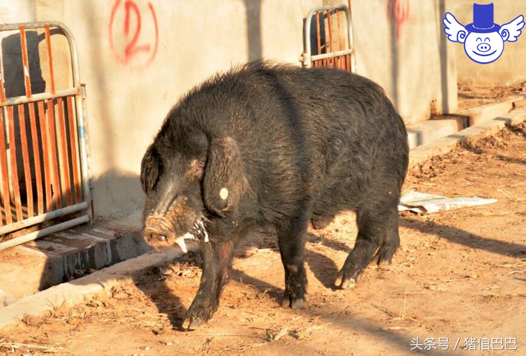 夏季猪不吃食身上发抖怎么治,夏季猪食欲差怎么办