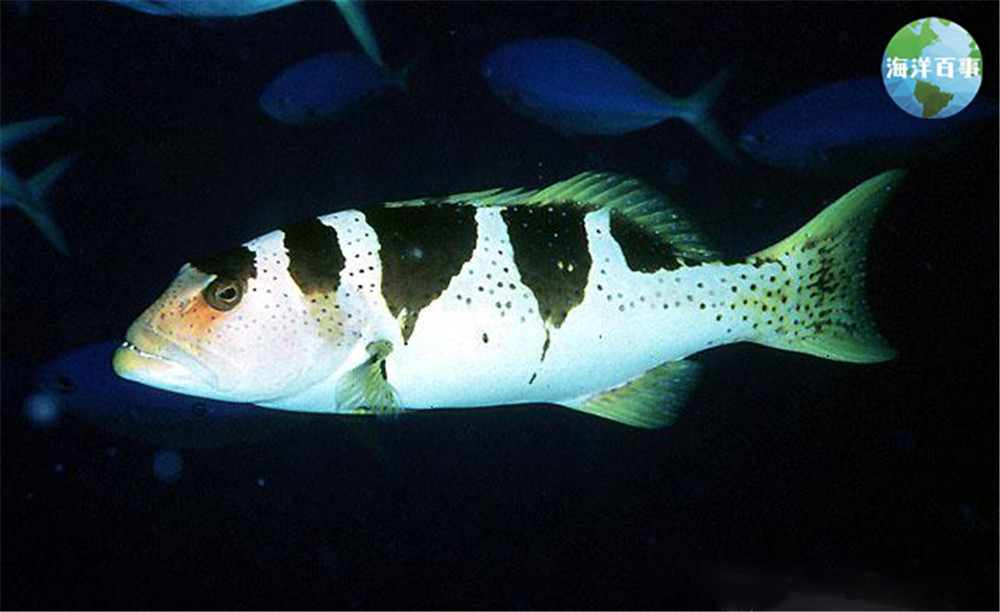 东星斑属于海鲜吗,东星斑海鲜图片