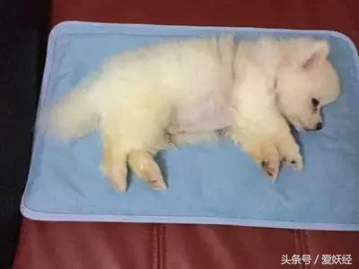 狗狗水床,爱妖经