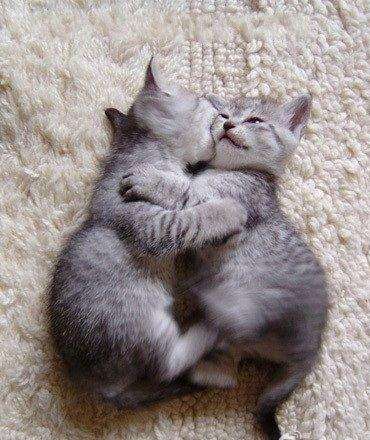 猫咪哪有那么多坏心思,猫咪的那些可爱行为