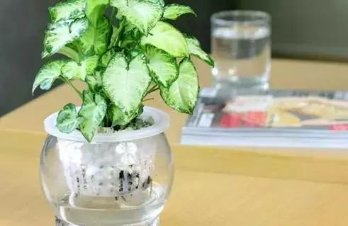 姘村煿鐜夋爲妞嶇墿,鐩嗘牻鐨勯搧鏍戝彲浠ユ按鍩瑰悧