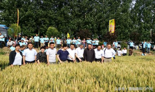 华阴：召开订单农业助推产业结构转型升级强筋小麦观摩会