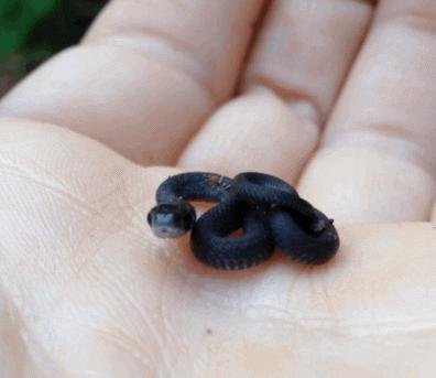 蛇毒面膜真的好吗,蛇毒肽面膜大揭秘