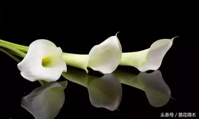 马蹄莲花怎么养护和浇水,如何让马蹄莲一年四季都活着