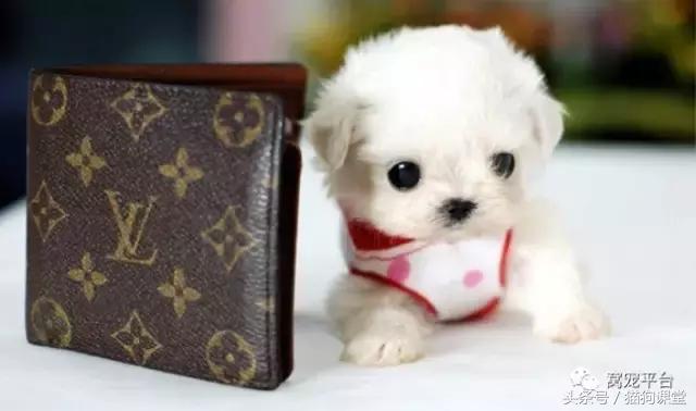 茶杯犬的养法,饲养茶杯犬成本高吗