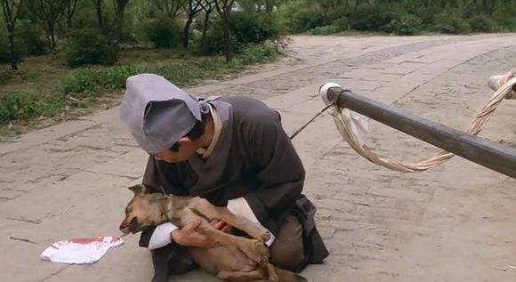 招财大黄狗,土狗大黄来福