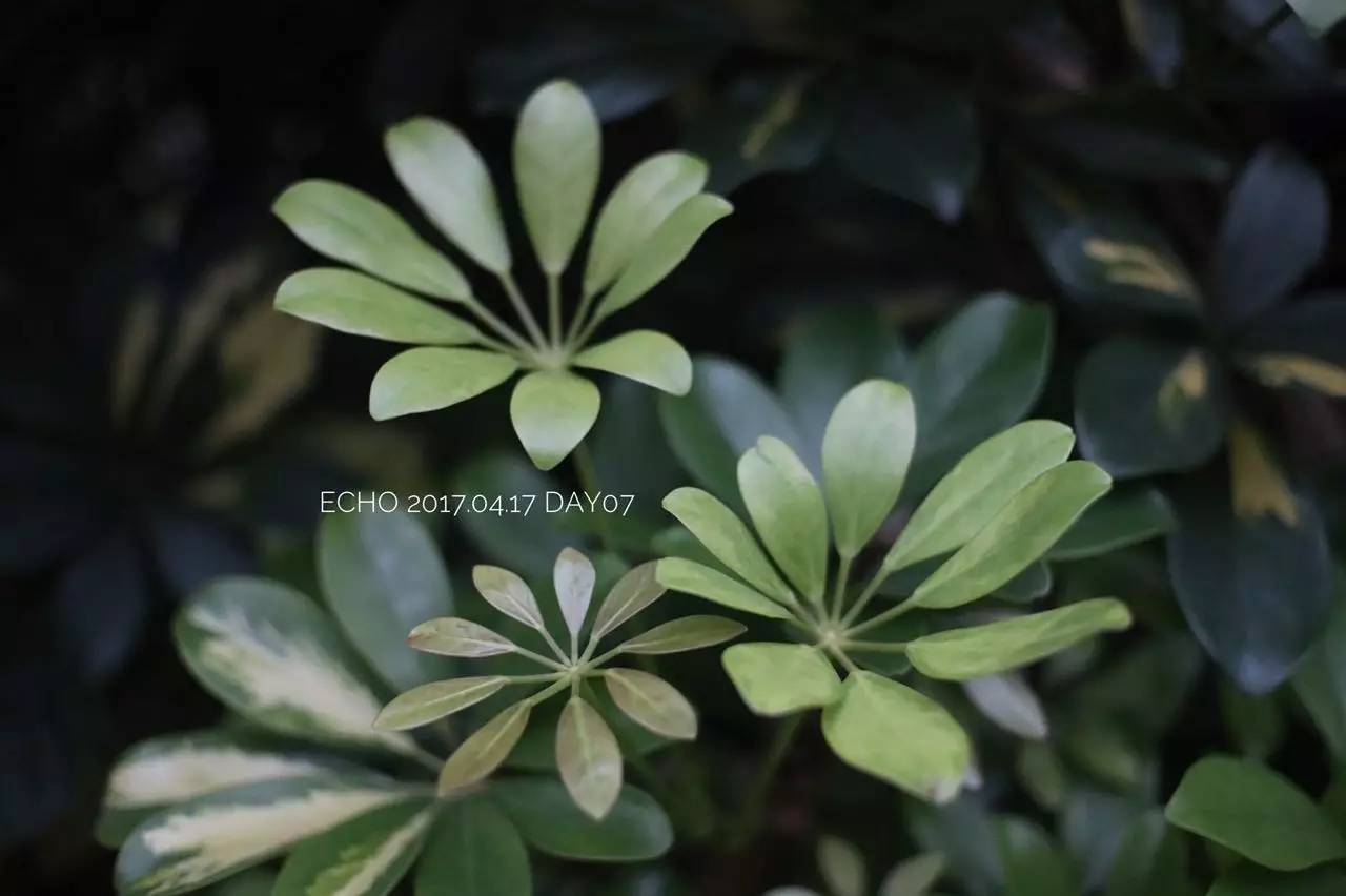 珠海赏花,现在珠海哪里赏花