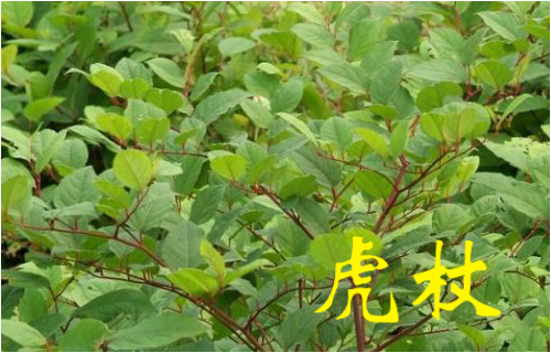 农村常见的43种中草药,农村常见却被忽略的草药