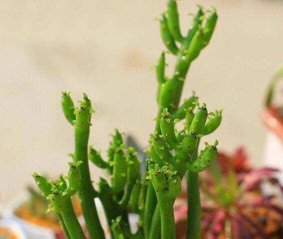 这十种植物千万别养,这5种植物不宜养在家中